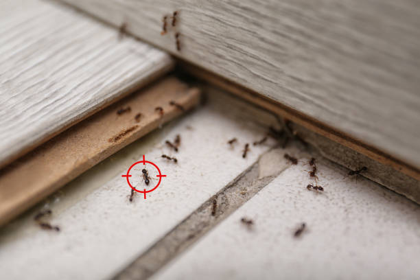 Best Pest Prevention Services  in Tryon, NC