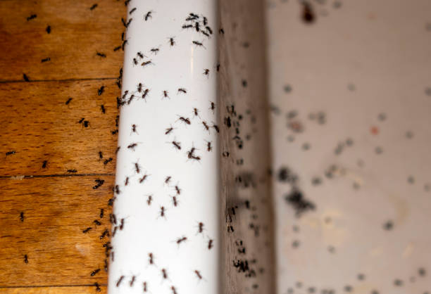 Pest Control for Restaurants in Tryon, NC